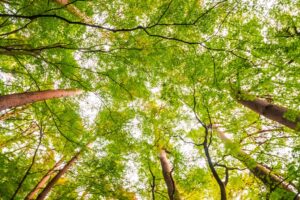 Beautiful landscape of big tree in the forest with low angel view Beautiful landscape of big tree in the forest with low angel view