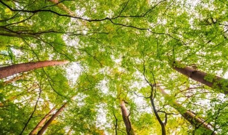 Nuevos recursos disponibles: Difundiendo el impacto de VETting Green